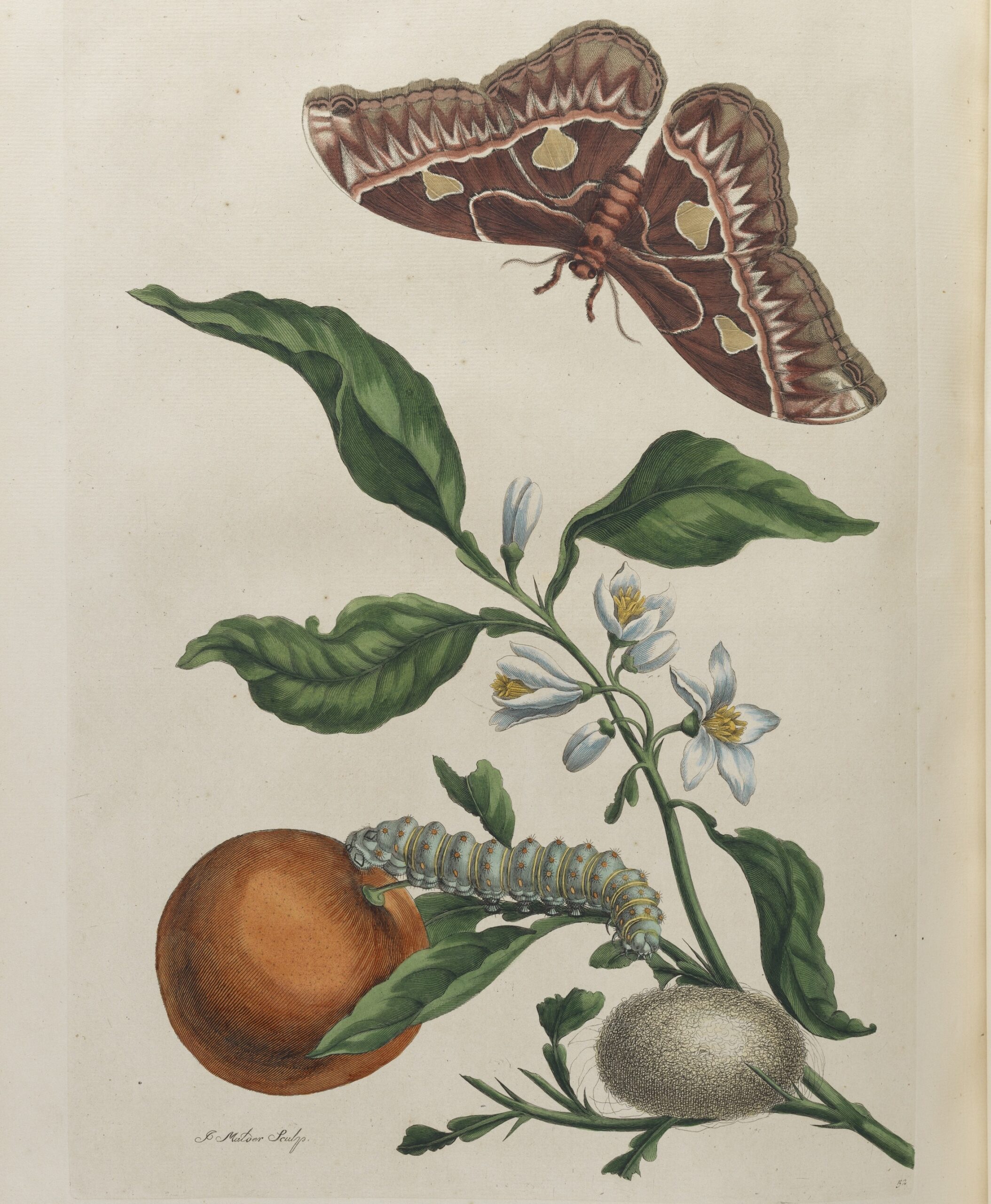 Women in Natural History