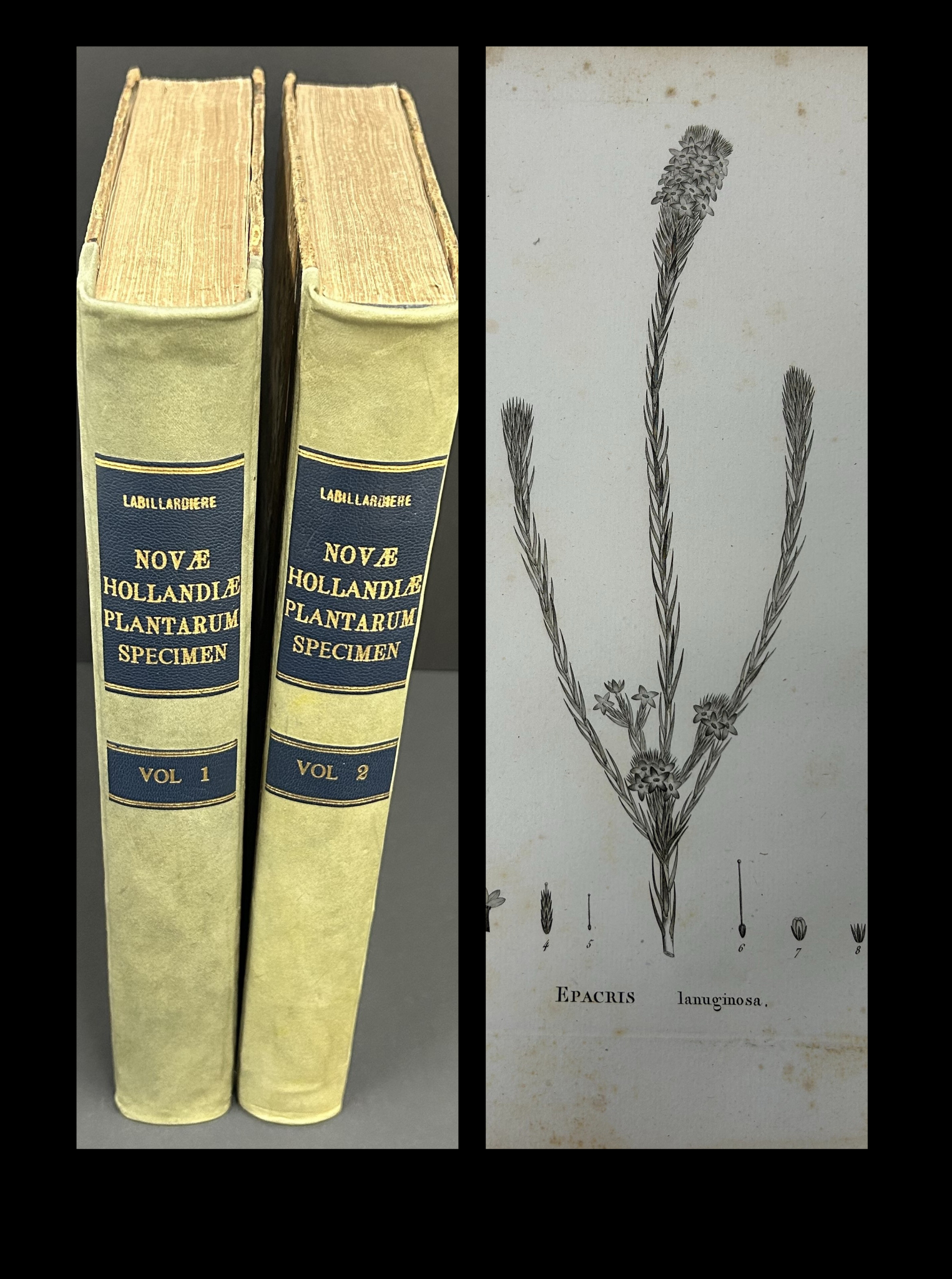 Jacques Labillardiѐre’s Novae Hollandiae Plantarum Specimen